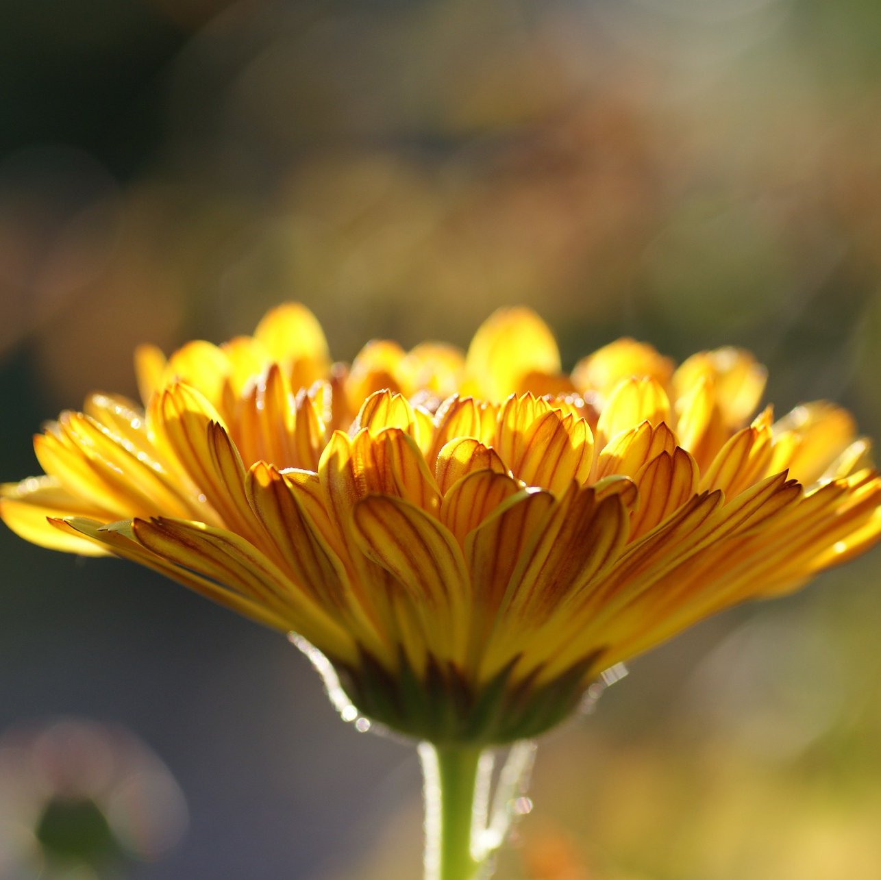 Topical Benefits of Calendula - The Good Rub