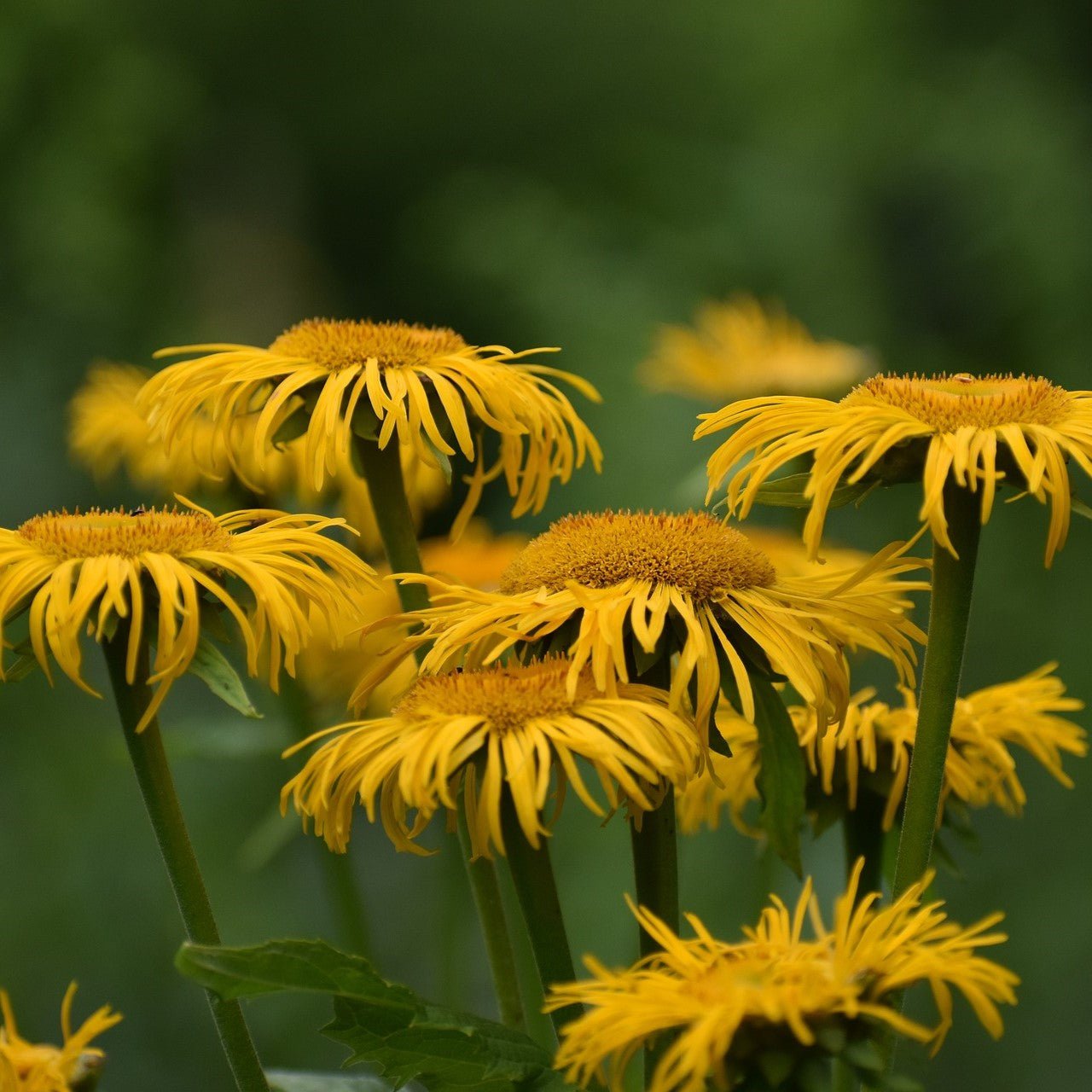Topical Benefits of Arnica - The Good Rub